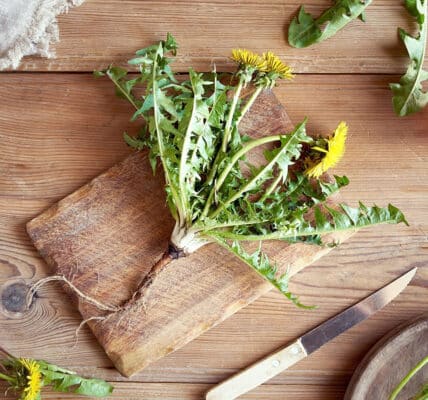 whole dandylion plant with roots and leaves on cutting board on kitchen counter