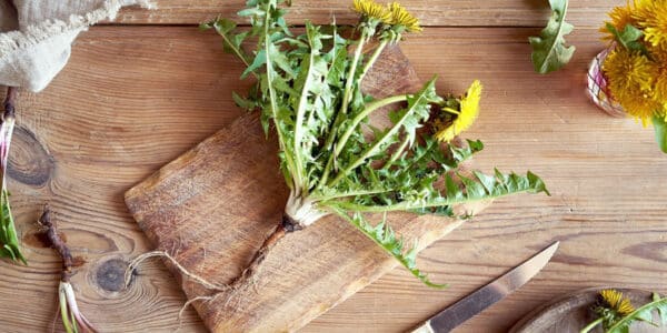 whole dandylion plant with roots and leaves on cutting board on kitchen counter