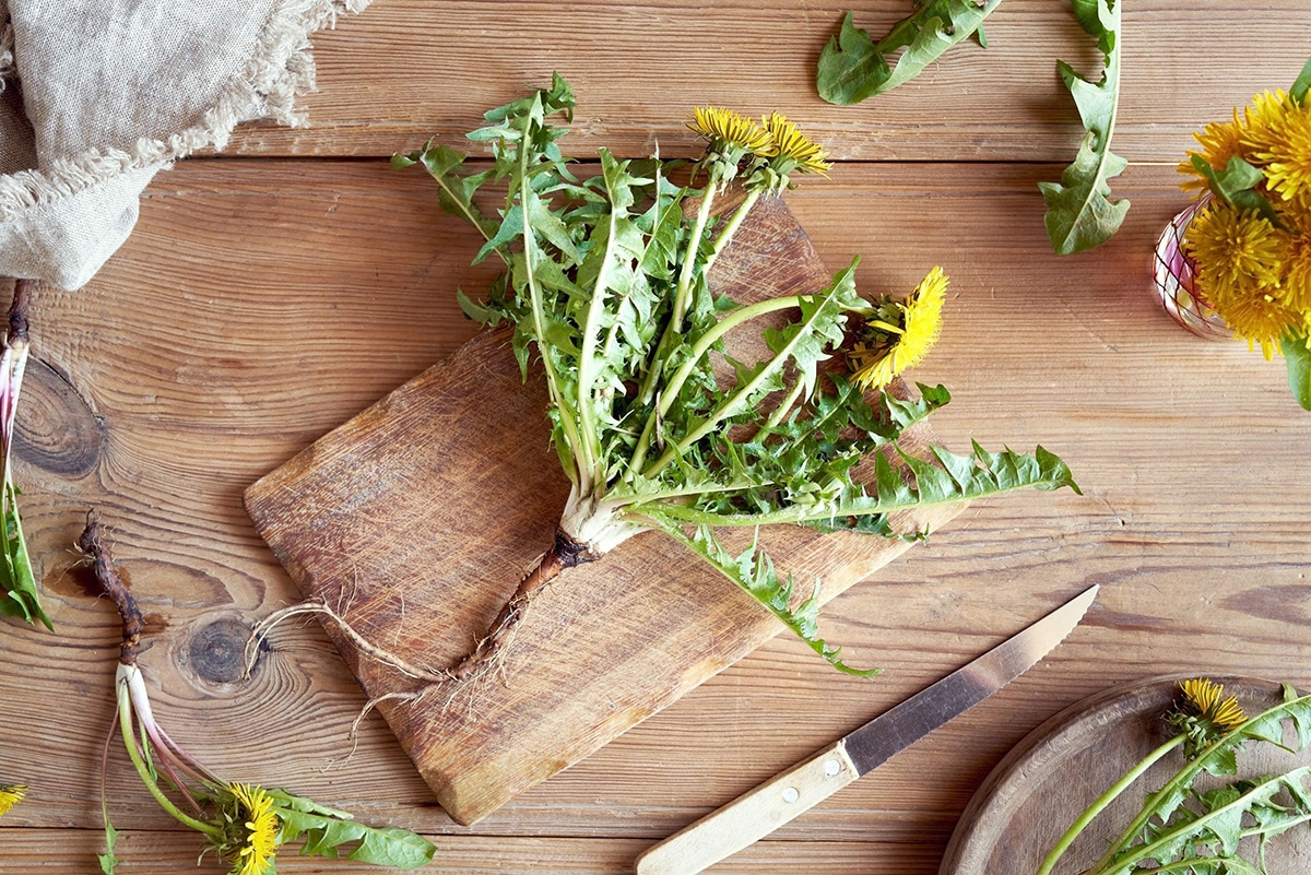 whole dandylion plant with roots and leaves on cutting board on kitchen counter